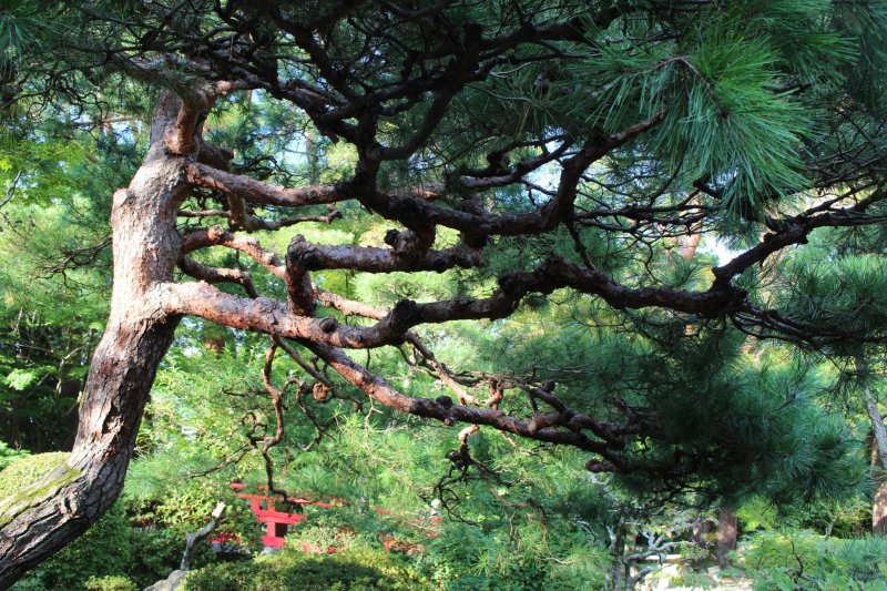 The pine tree, or matsu, is the symbol of courage, endurance and longevity