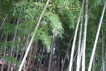Bamboo, or take, is the symbol of eternal youth and strength