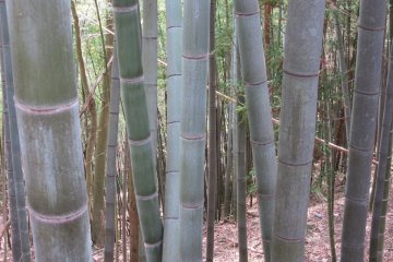 Bamboo, known in Japanese as take