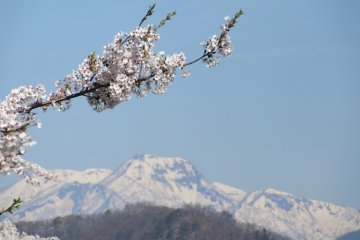 Sakura and mountains: the iconic view of Japan