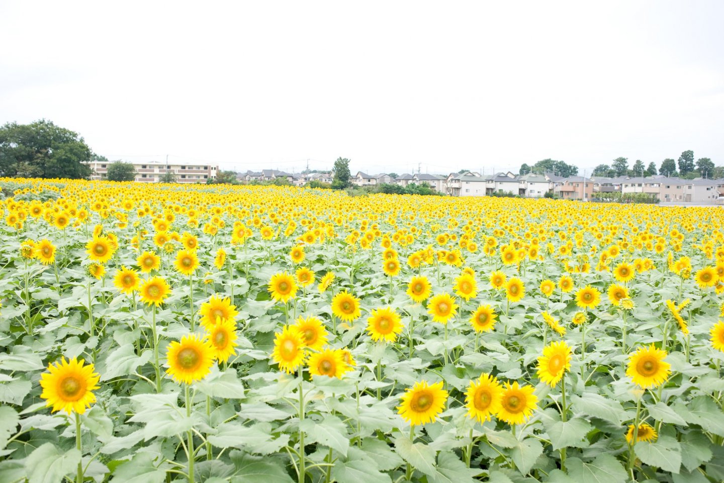 Kiyose Sunflower Festival, Kiyose City