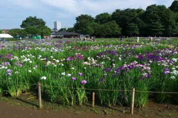 Kitayama Park, Higashimurayama City
