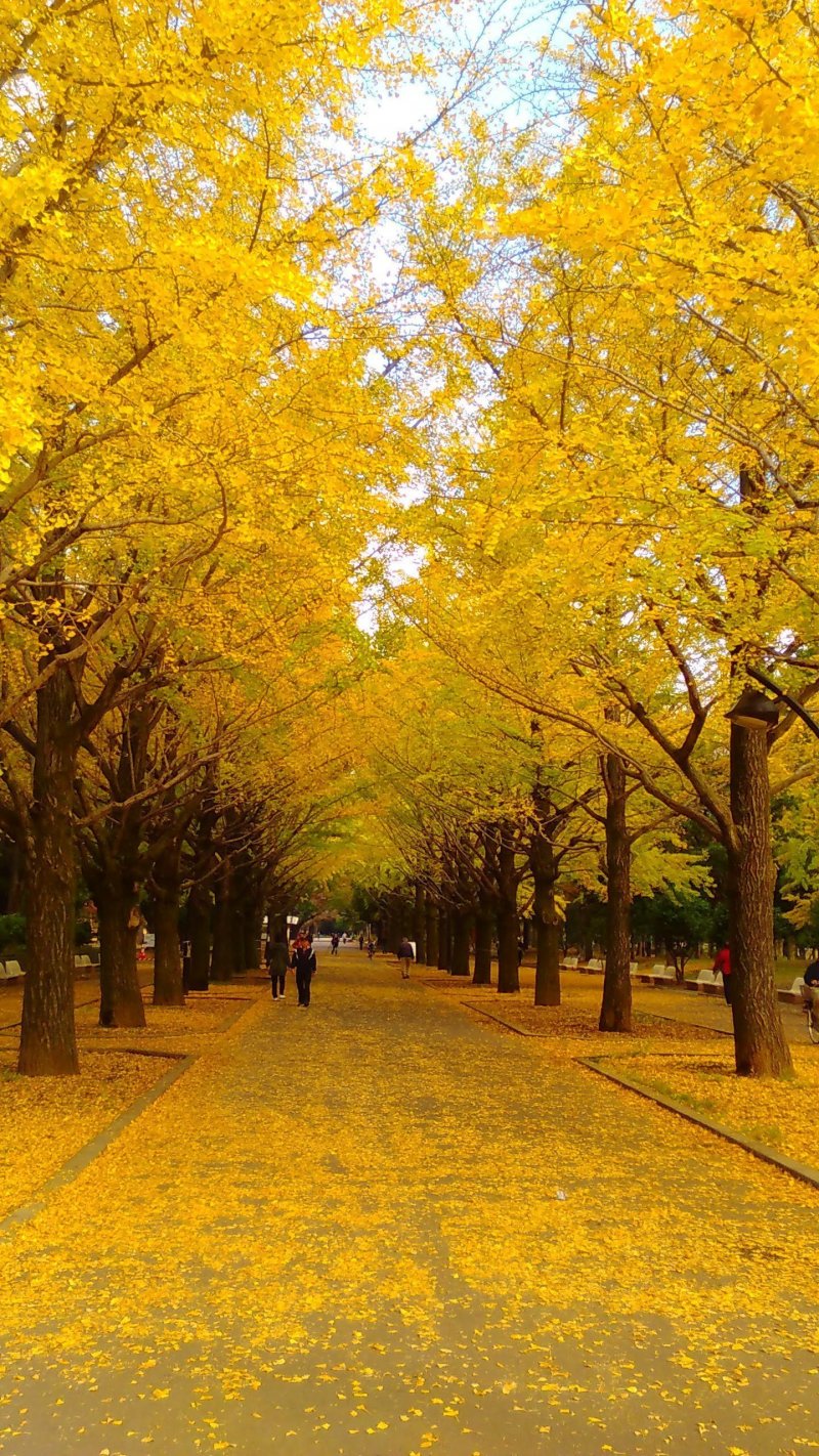 Gingko trees at Hikarigaoka Park