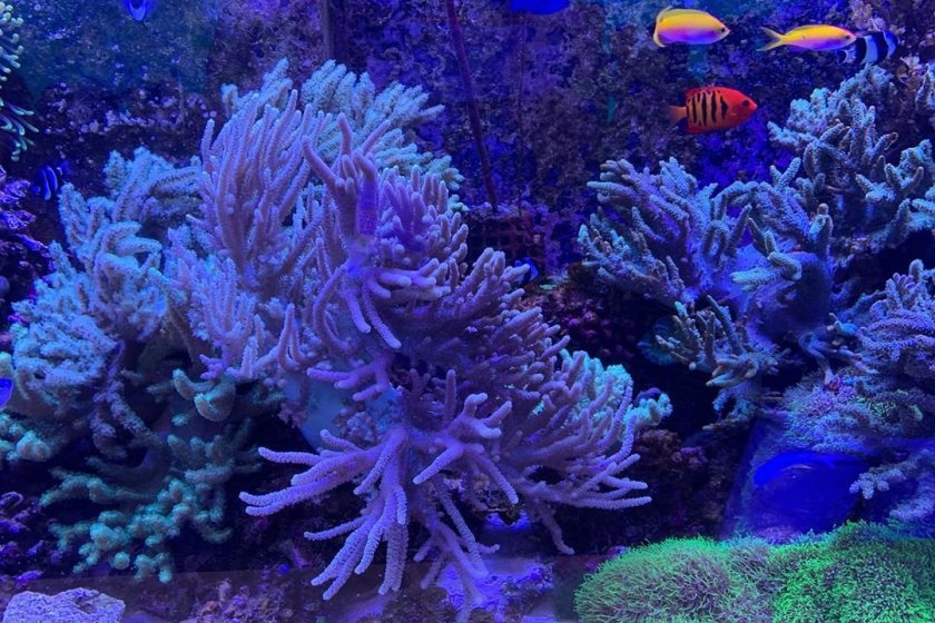 Coral and tropical fish