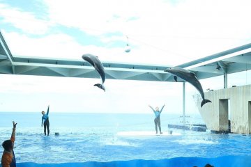 As are the dolphin shows
