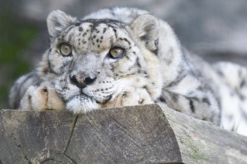 Tama Zoo snow leopard, Hino City