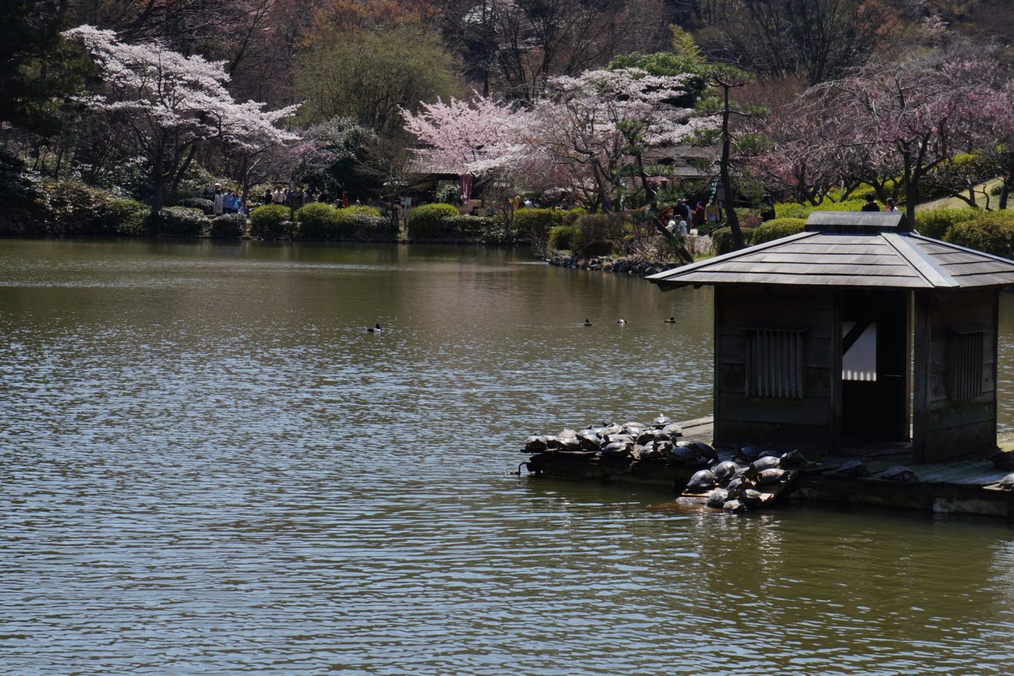 Yakushi-ike Pond, Machida City