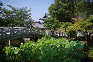 Lily pool near the entrance to Konkaikomyo temple