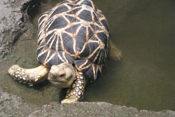 'Land' kame, or tortoise, at an aquarium