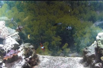 <p>The tanks house lots of different kinds of fish</p>