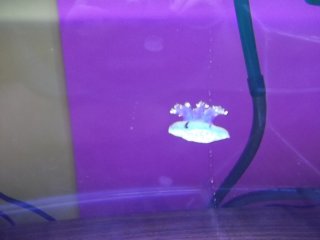 Baby jellyfish float around, cartwheeling like spacewalkers