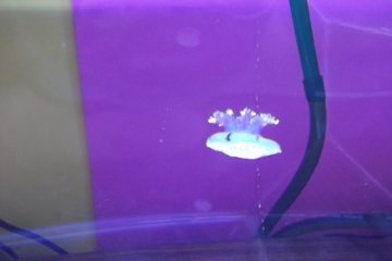 <p>Baby jellyfish float around, cartwheeling like spacewalkers</p>