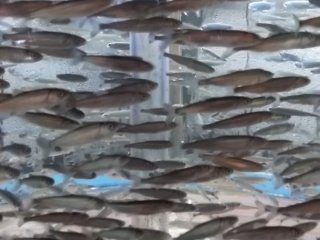 Sardines going round and round together like a little tornado