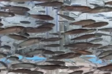 <p>Sardines going round and round together like a little tornado</p>