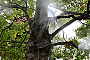 Из-за палящей жары лета 2013 года, подобные распылители воды были прикреплены в декоративным деревьям, разбросанным по всей станции Кофу