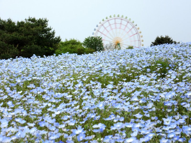 Цветочный парк Hitachi Seaside