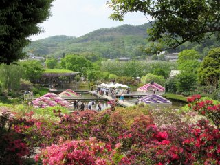 Парк цветов Асикага