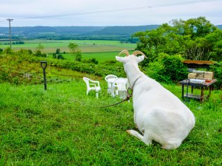 Chú dê thân thiện ngắm nhìn khung cảnh nông trại ở Tsurui