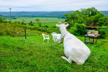 The friendly pet goat enjoying the view of the Tsurui farmlands