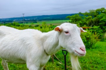 The friendly pet goats enjoy the attention from visitors