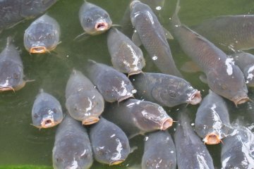Grey carp at Ueno Park