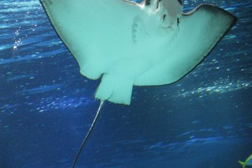 Stingrays are funny and not dangerous being behind a glass!