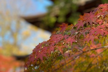 Fall is a colorful season at Gotokuji