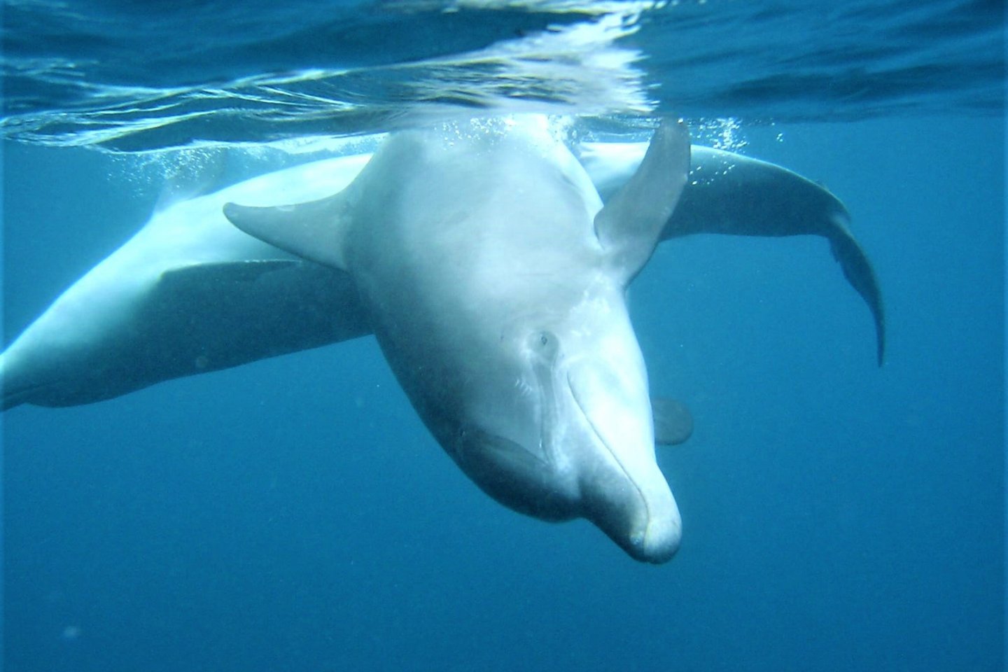 The island\'s famous dolphins, Mikurajima island