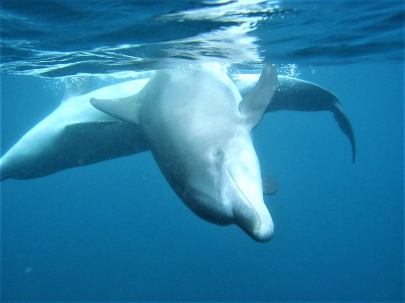 The island's famous dolphins, Mikurajima island