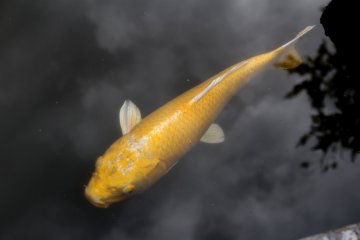 Golden koi (a carp)
