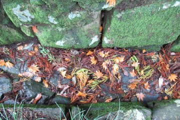 Moss and fallen leaves
