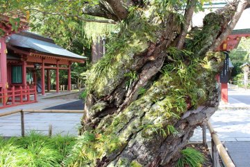 Old tree in Shiogama shrine