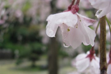 Sakura on a rainy day