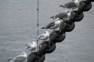 Чайки любят сидеть на цепях кораблей