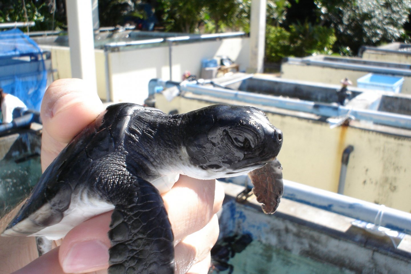 Ogasawara Marine Centre turtle, Chichijima Island