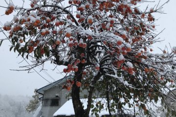 A persimmon tree covered in snow