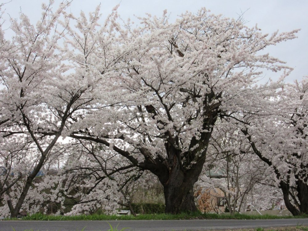 Sakura in Yudanaka
