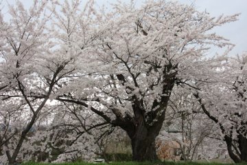 Sakura in Yudanaka