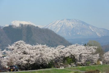 Yudanaka view with sakura trees