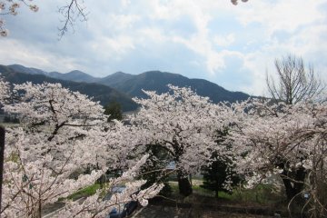 Вид онсэна Юданака с цветущими сакурами