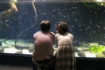 Aquariums are popular places for romantic dates