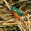 Japanese Common Kingfisher