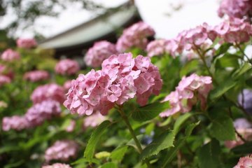 Hydrangeas in June at Hondoji