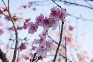 The delicate beauty of sakura blossoms
