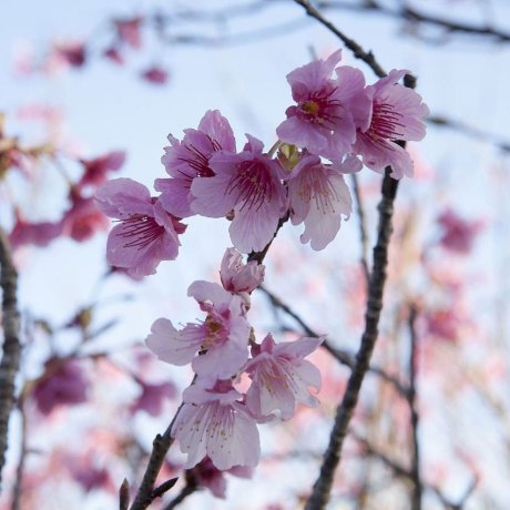 Nago Cherry Blossom Festival