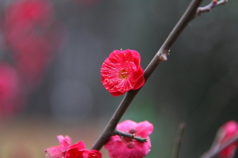 Pink plum blossoms