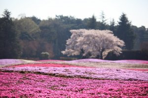 Sakura and shibazakura - photogenic perfection!