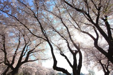 Springtime beauty at Tobu Treasure Garden