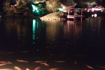 The Koi pond lit up with Okayama castle in the background