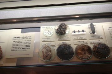 The plant species of the time are given just as much attention as the humans of the glacial period in this museum.